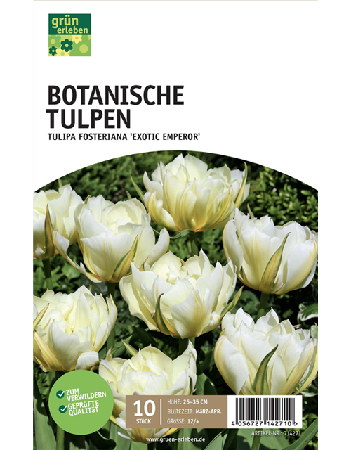 Fosteriana-Tulpen
