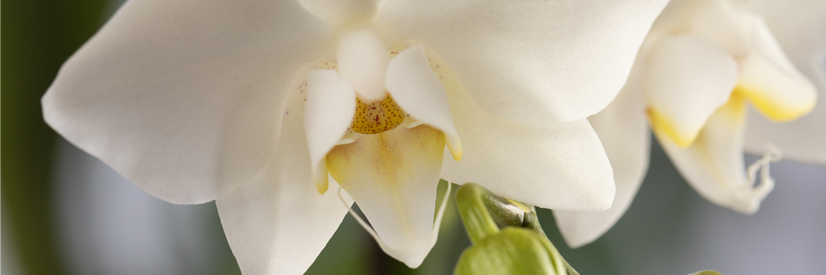 Phalaenopsis, weiß