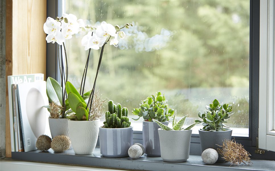 Aktuelle Angebote - BLUMENHAUS FRITZSCHE