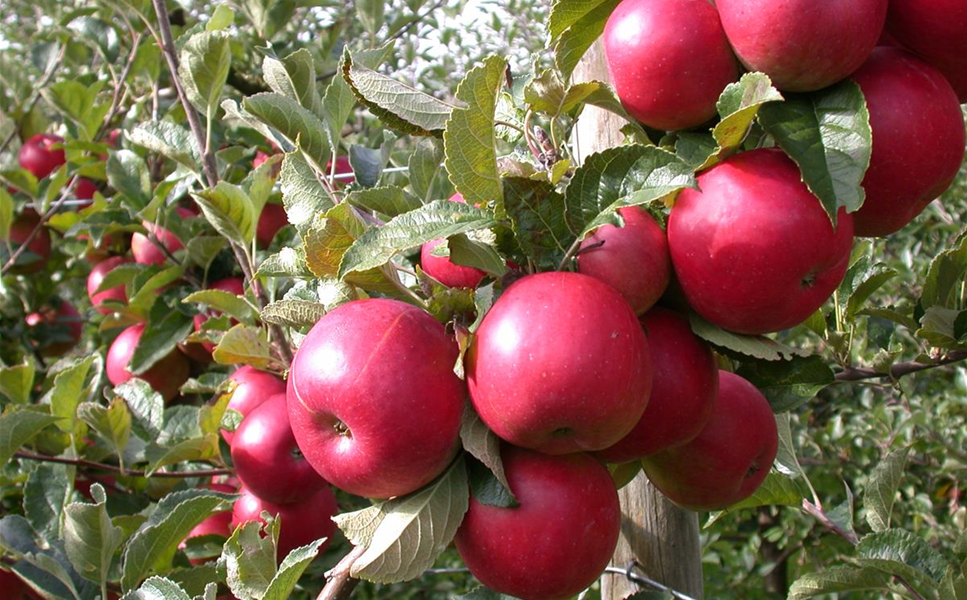 Obst - Süsse Naschereien!