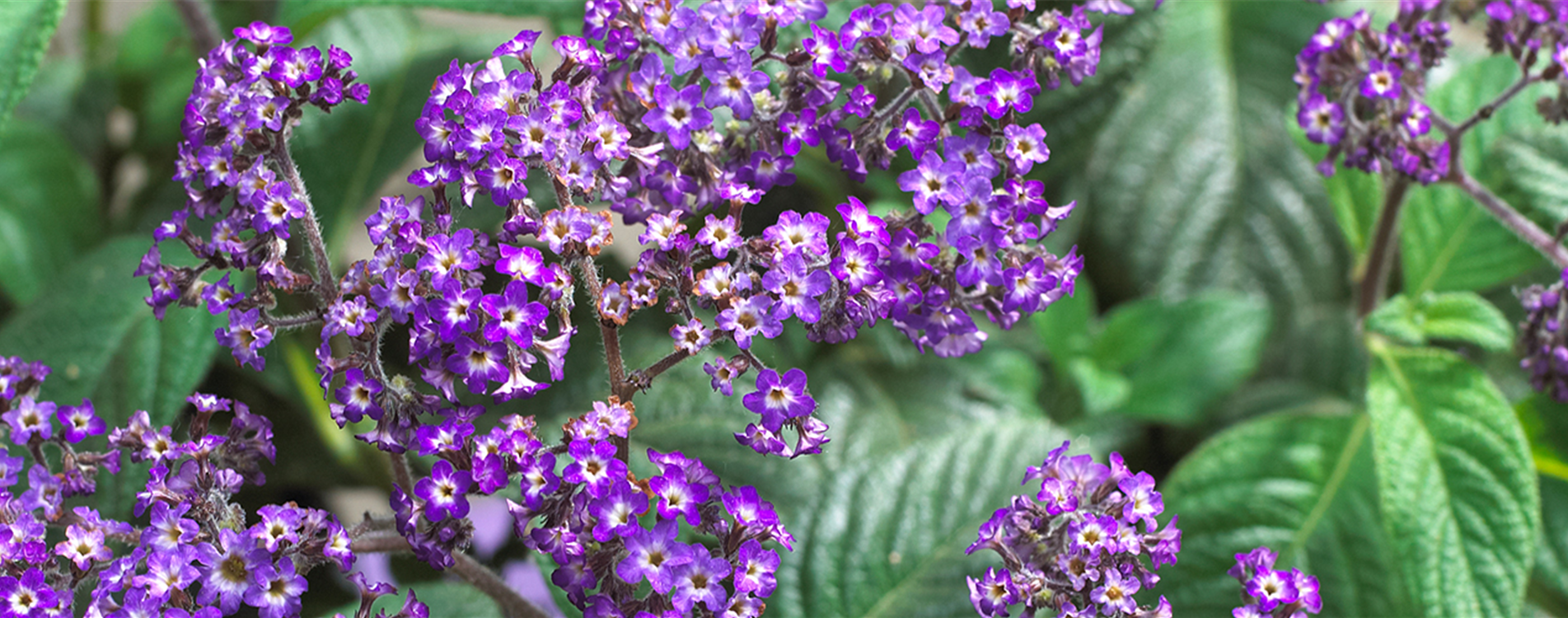 Vanilleblume