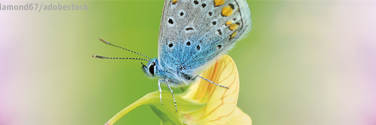 ALLES BIO, ODER WAS? 