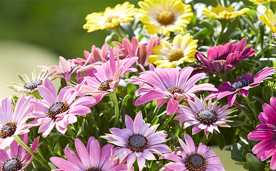 Balkon & Terrasse - Die schönsten Blüten und Blätter! Balkon & Terrasse - Die schönsten Blüten und Blätter!