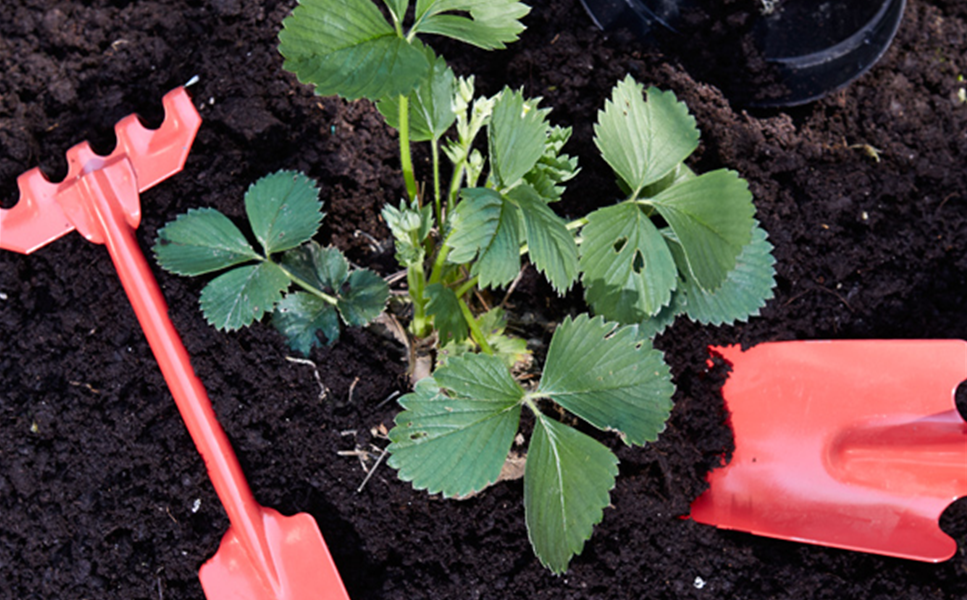 PFLANZSERVICE - IM BLUMENHAUS FRITZSCHE PFLANZSERVICE - IM BLUMENHAUS FRITZSCHE