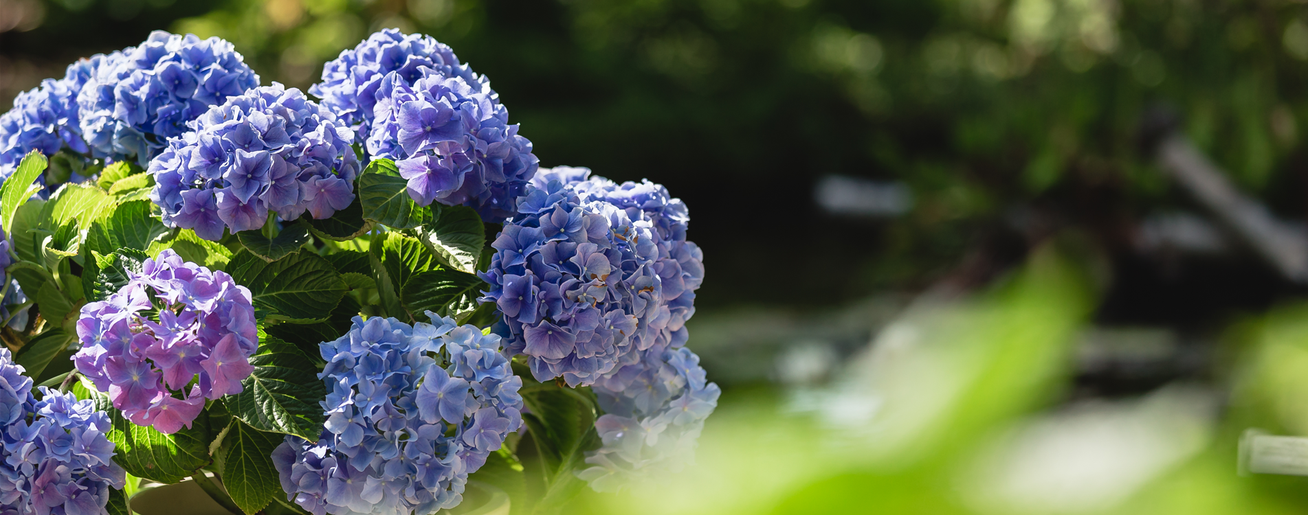 Unser Garten- und Pflanzenwelt