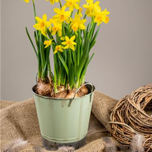 PFLANZE DES MONATS FEBRUAR: NARZISSE