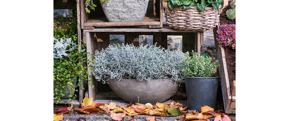 STACHELDRAHT STACHELDRAHT