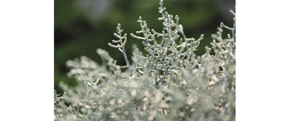 STACHELDRAHT STACHELDRAHT