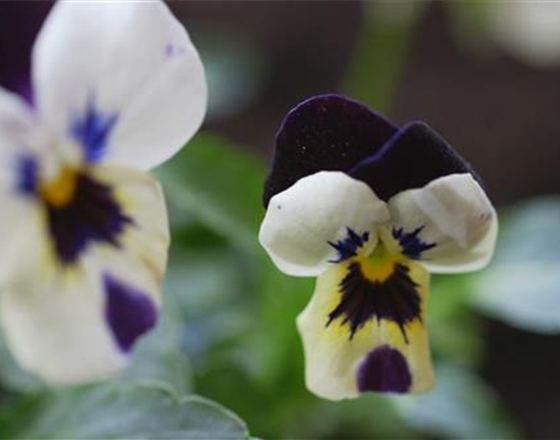 Hornveilchen - Einpflanzen im Garten