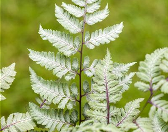 PFLANZEN IM BADEZIMMER!