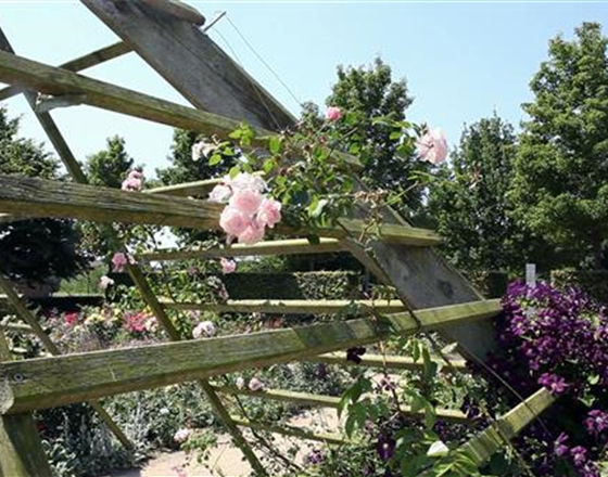 Gartengestaltung - Rosengarten