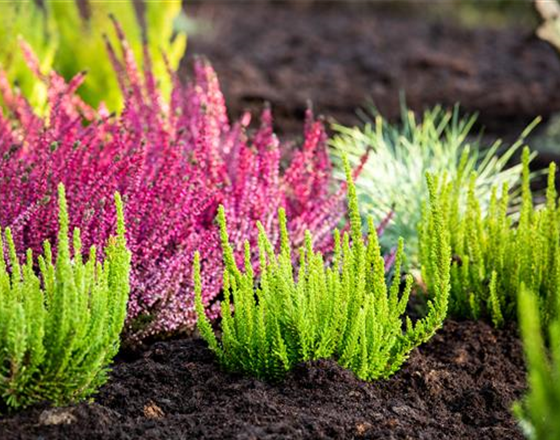 DER HEIDEGARTEN!