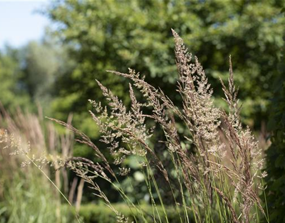 WIE GRäSER DEN GARTEN AUFWERTEN!