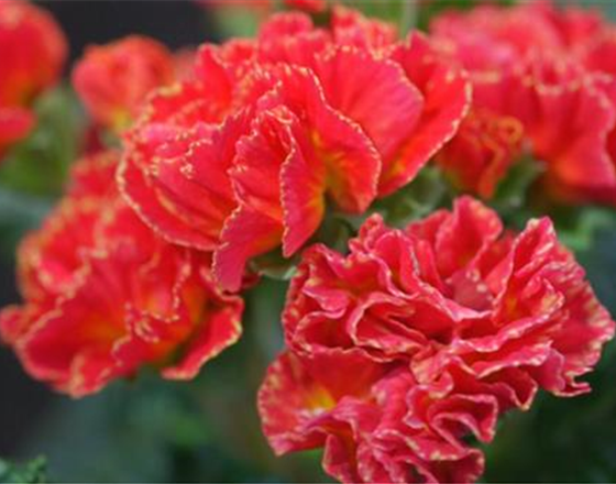 PRIMELN - EINPFLANZEN IM GARTEN