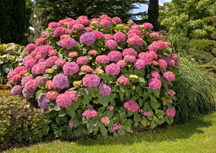 Bauernhortensie