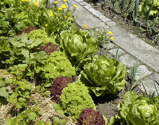 DER GEMüSEGARTEN!
