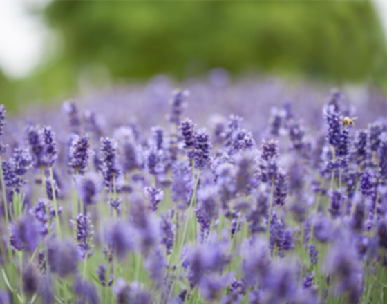 LAVENDEL