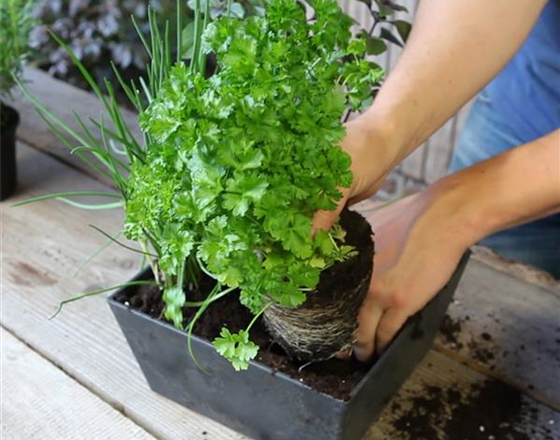 KRäUTERTOPF BEPFLANZEN