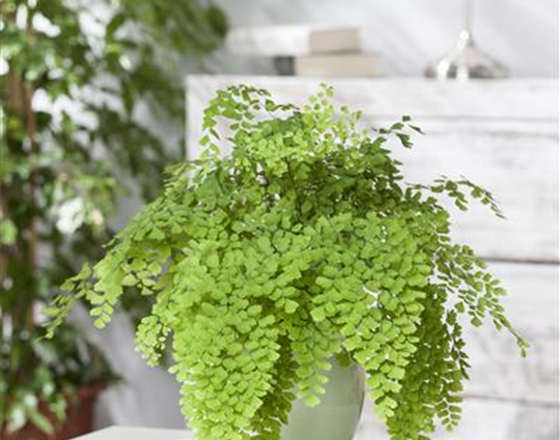 DIE PFLEGE VON ZIMMERPFLANZEN