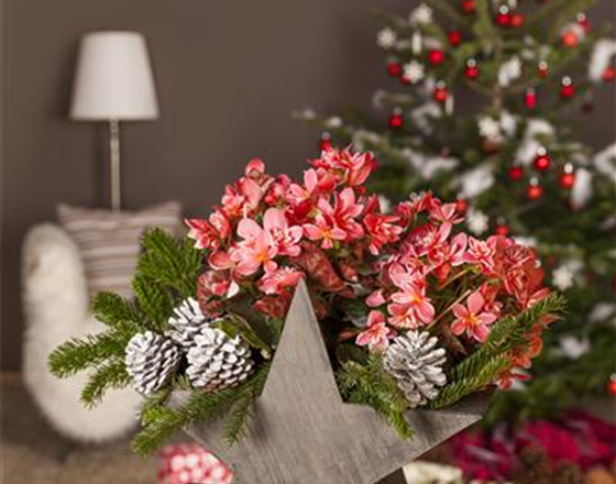 ADVENT - MIT SCHöNEN IDEEN DURCH DIE VORWEIHNACHTSZEIT