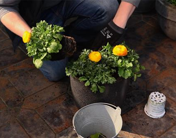 RANUNKELN - EINPFLANZEN IN EIN GEFäSS