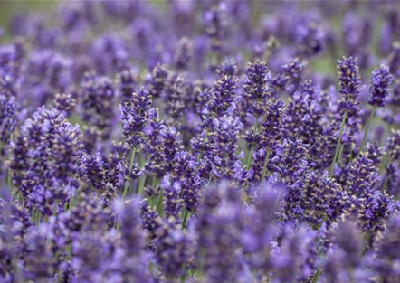 Lavendel