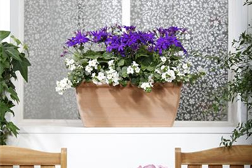 WINTERHARTE PFLANZEN FüR DEN BALKON