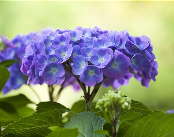 DIE HORTENSIE - DER SCHöNE GARTENKLASSIKER