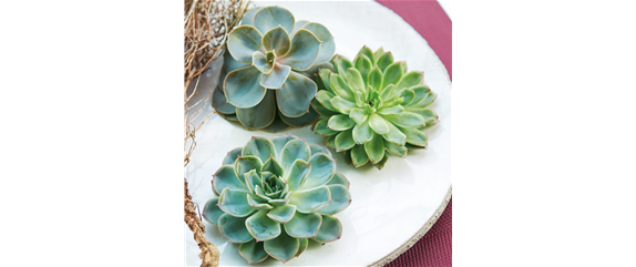 IM GLANZ DER ELEGANZ!