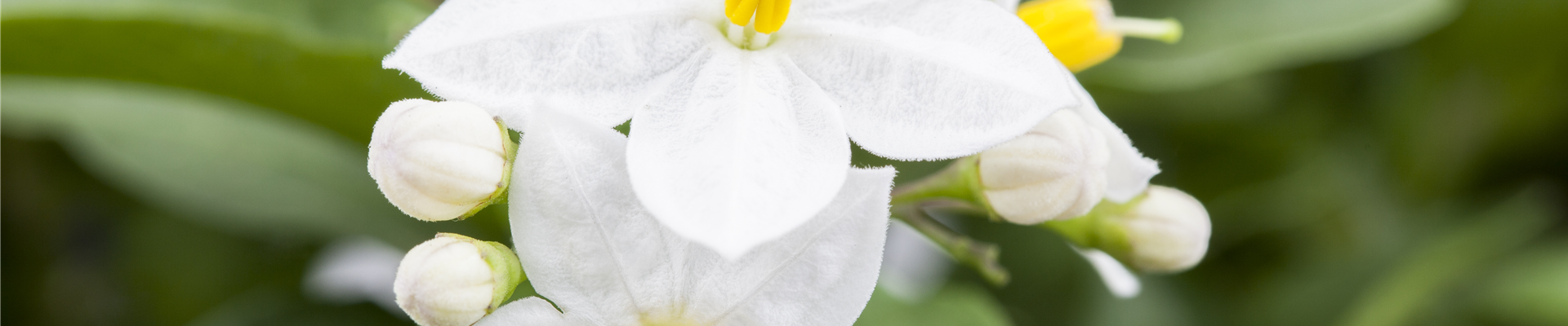 Solanum jasminoides