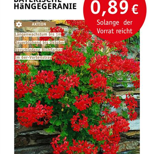Bayerische Hängegeranie