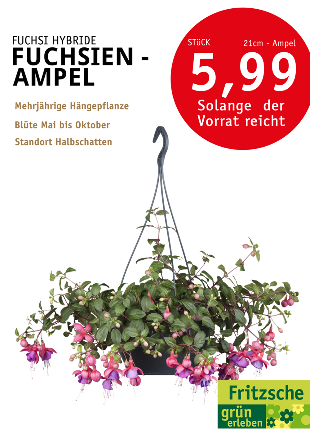 Fuchsien-Ampel