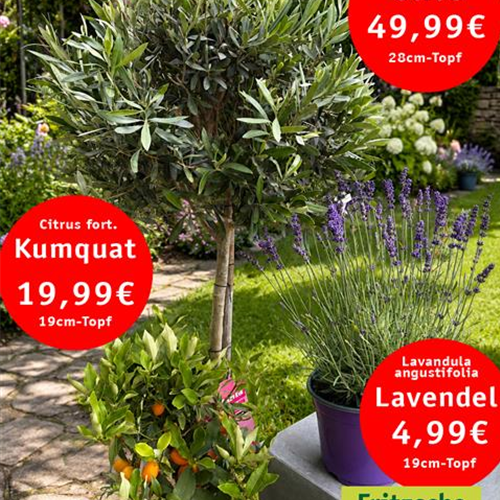 Kübelpflanzen