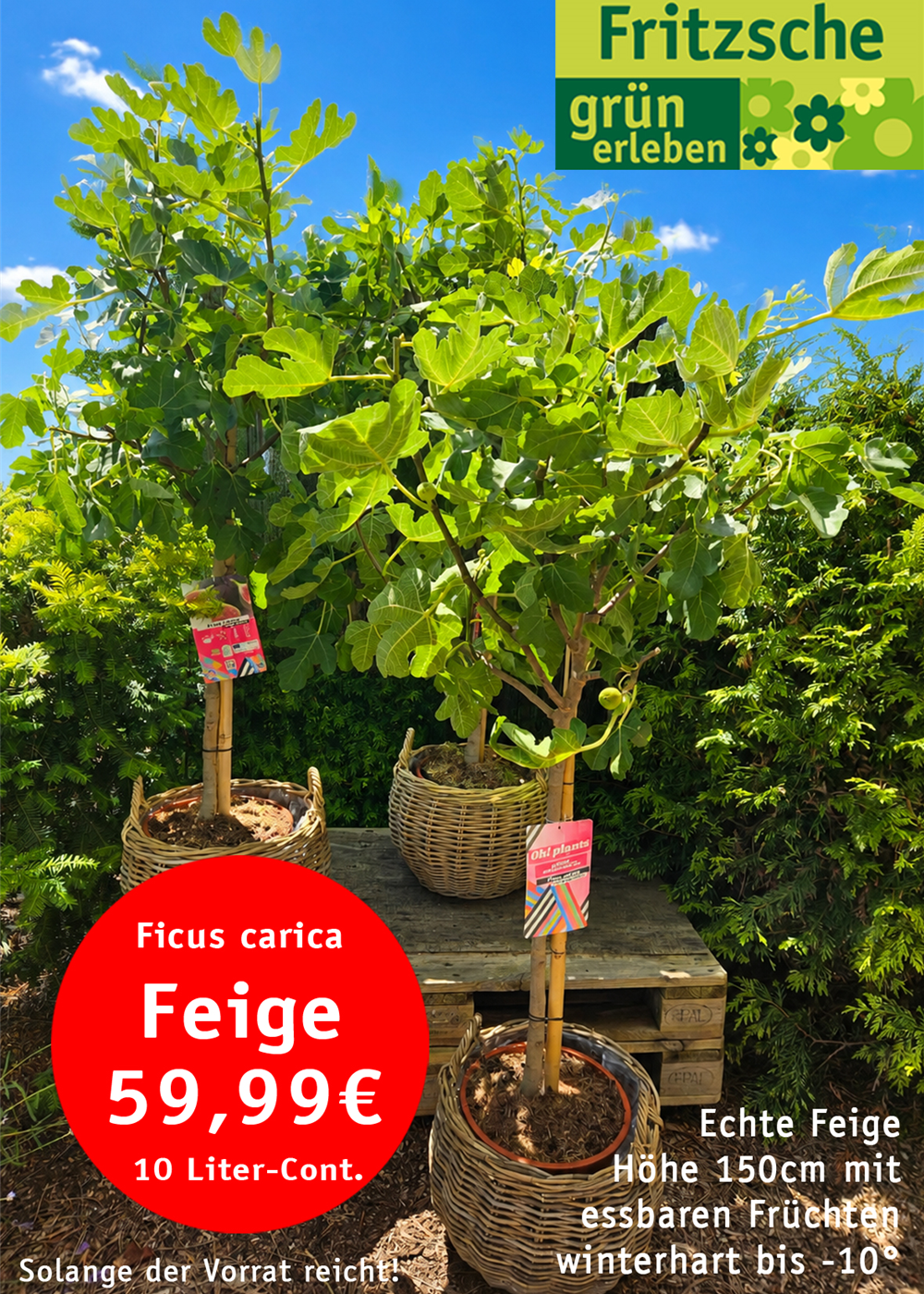Echte Feige
