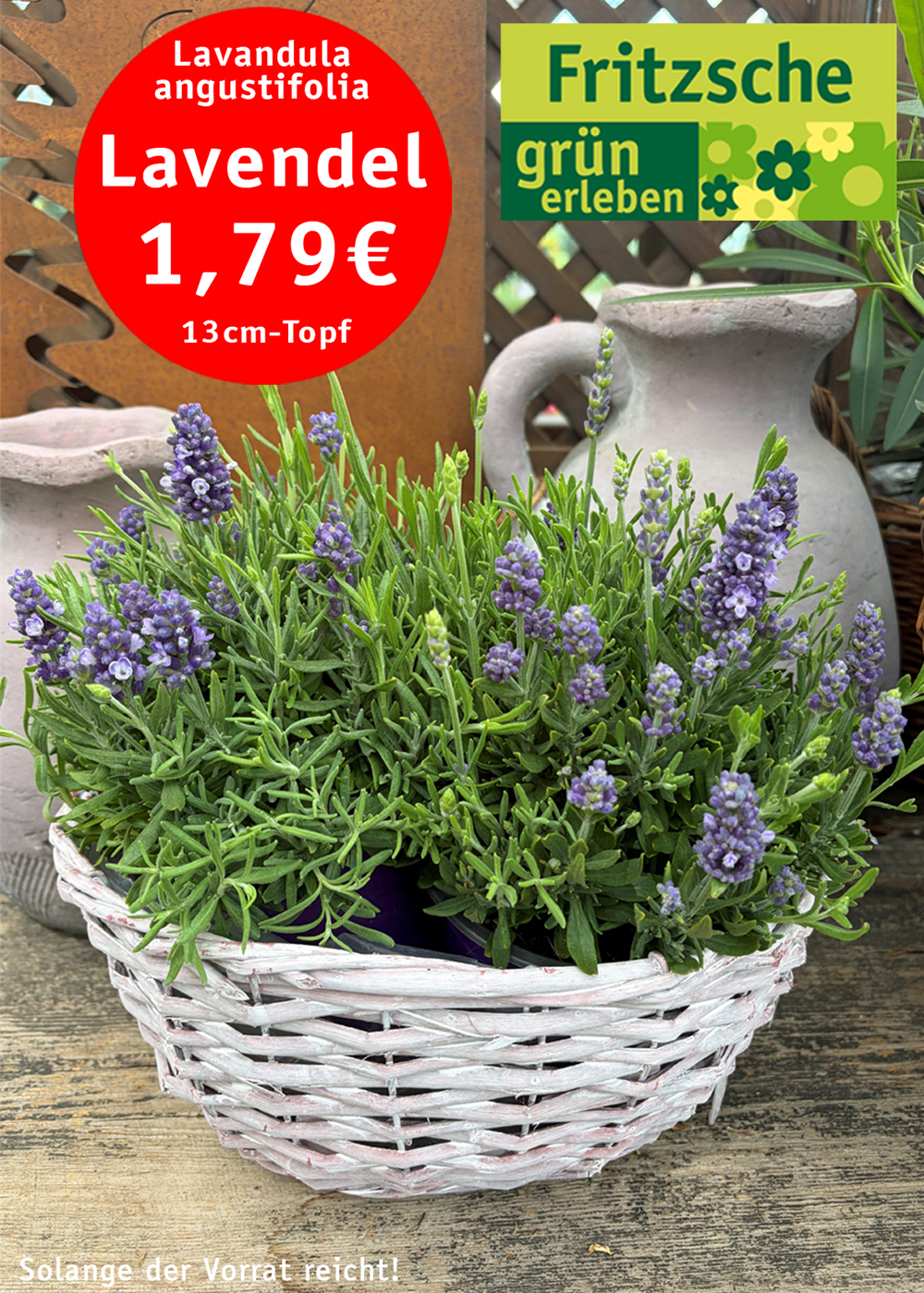 Lavendel