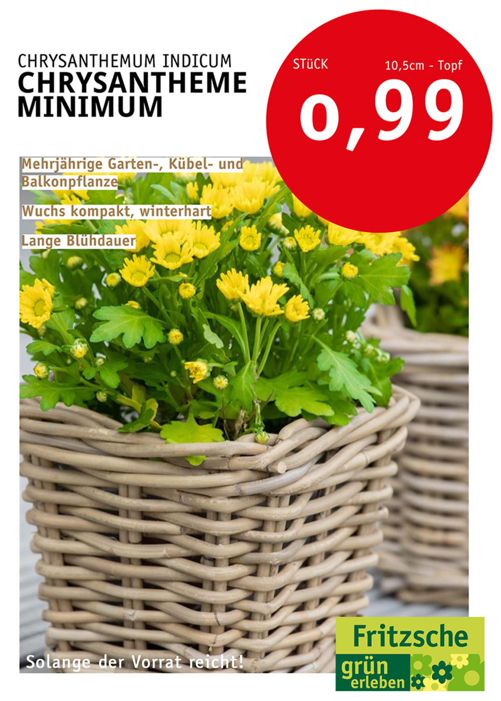 Chrysantheme
