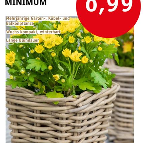 Chrysantheme