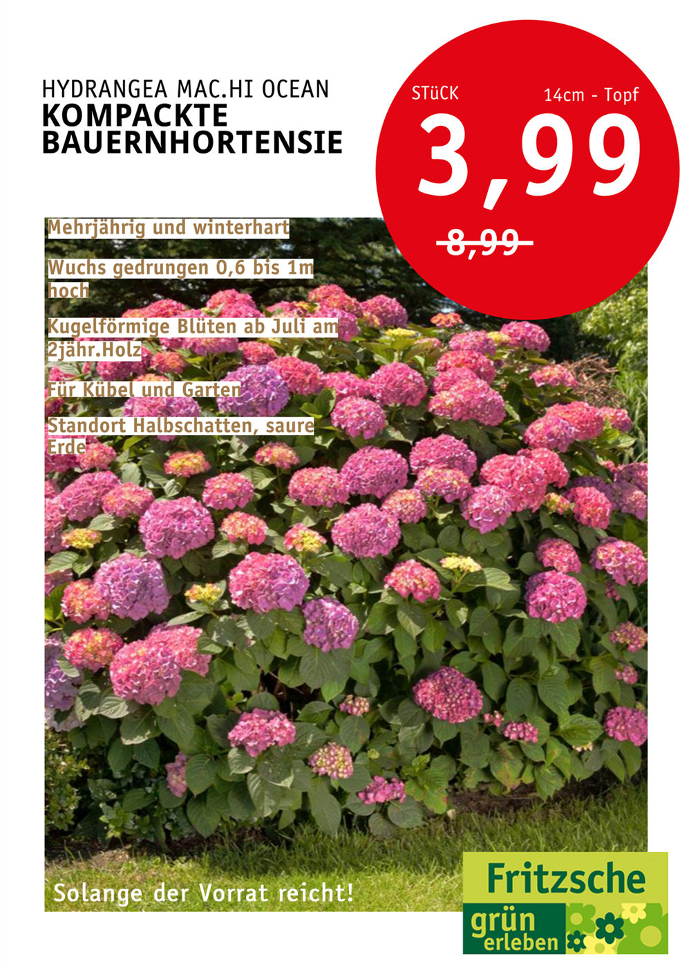 Bauernhortensie