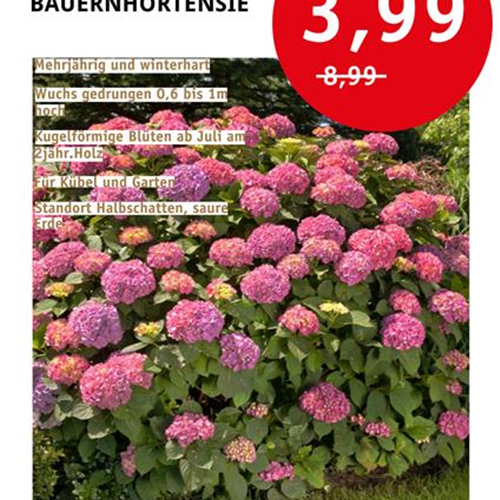 Bauernhortensie