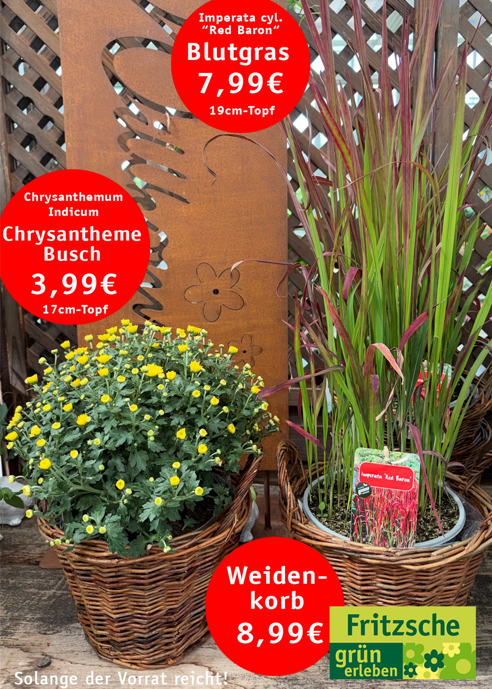 Chrysantheme Busch