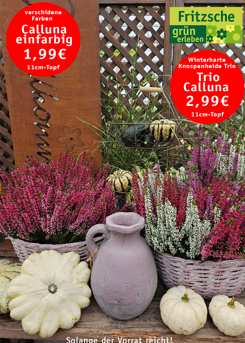 Calluna in verschiedenen Farben